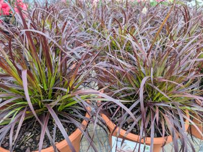 Purple Fountain Grass #1 Pot