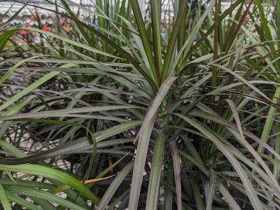 Marginata Dracaena 10"