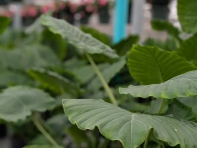 Alocasia  California Elephant Ear  10"