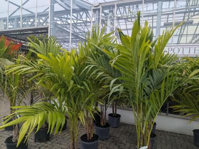Adonidia Palm 14"