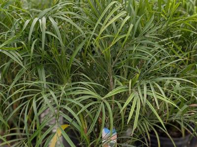 Roebellini Palm 10" Pot