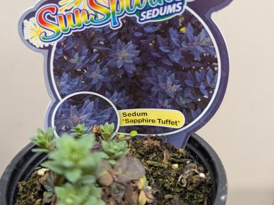 Sapphire Tuffet SunSparkler Sedum   3.5"