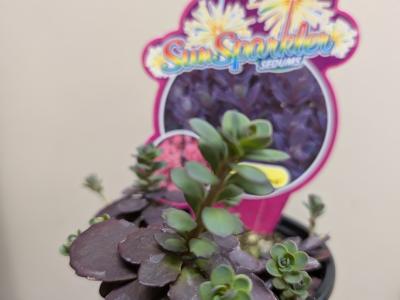 Plum Dazzled SunSparkler Sedum   3.5"