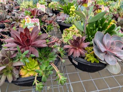 Chick Charms Round Planter   8"