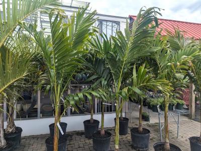 Adonidia Palm 17" 3 canes 17"