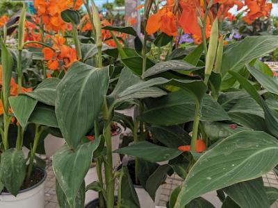 Canna Lily #1 Pot
