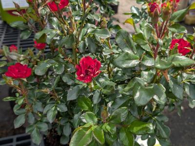 Petite Knock Out Rose #2 Pot