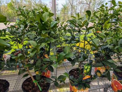 Patio Citrus Tree #2 Pot