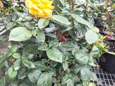 Weeks Rose Bush 3 gal.