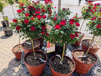 Petite Knock Out Tree   3 gallon