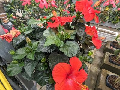 Hibiscus Tree 10" pot