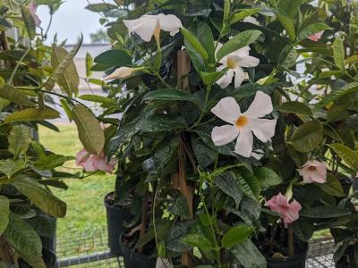 Mandevilla on teepee 10"
