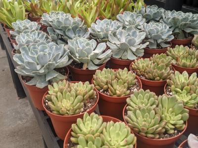 4" SUCCULENT PLANT