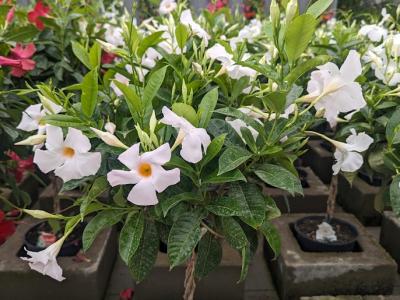 Braided Hibiscus Tree 10"