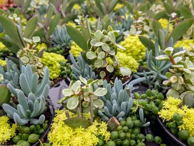 Living Canvas Lakeside Lemonade 4.25" pot