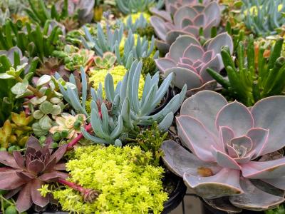 Living Canvas Mixed Oval 11"