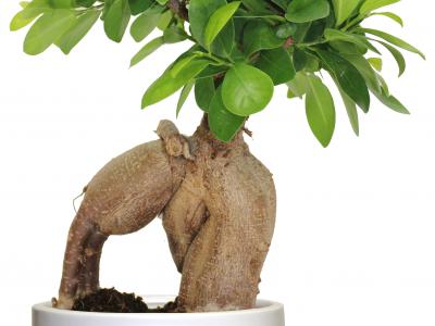 Bonsai Ficus 5.5" pot