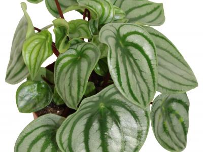 Peperomia    5" pot