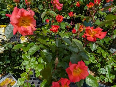 Kolorscape Firecracker Rose 2 gallon