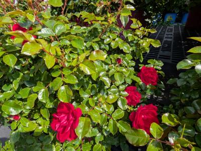 Paint The Town Rose Easy Elegance #3