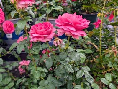 True Inspiration Rose #2 Pot