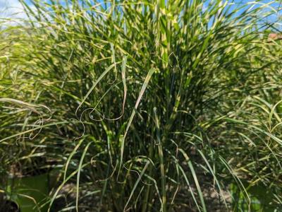 Bandwidth Maiden Grass #4 Pot