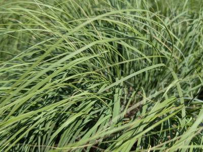 Undaunted Muhly Grass #4 Pot