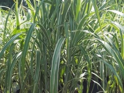 Cosmopolitan Maiden Grass #4 Pot