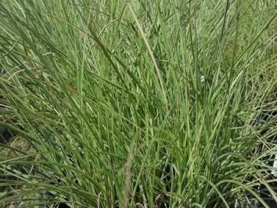 Morning Light Maiden Grass #4