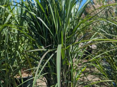 Oktoberfest Maiden Grass #4