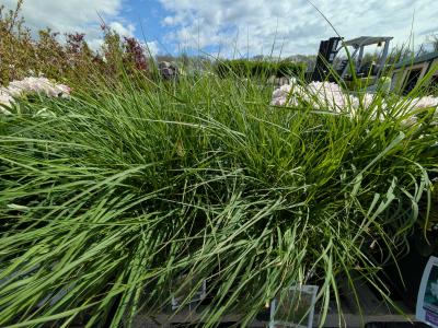 Karley Rose Grass #3 Pot Size