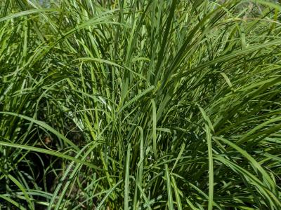 Fire Dragon Grass #4 Pot