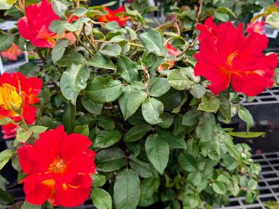 Sunset Horizon Rose #2 Pot