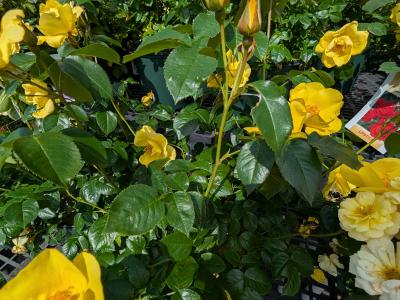 Kolorscape Lemon Fizz Rose #2