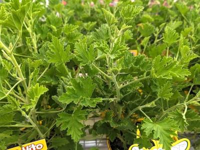 Citrosa (Citronella) 6"