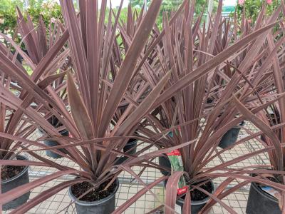 Red Sensation Cordyline 6"