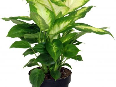 Dieffenbachia 5" Pot