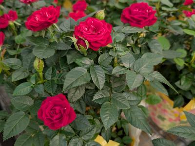 Miniature Rose Bush 6" Pot