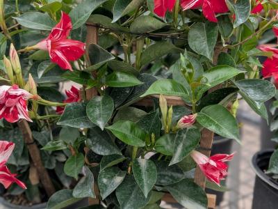 Stars & Stripes Mandevilla 6"