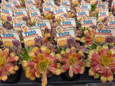 Chick Charms Combo Candied Campfire 3.5"