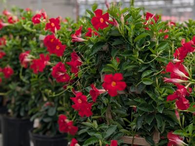 Mandevilla With Trellis 10"