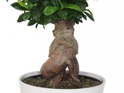 Bonsai Ficus   8" pot